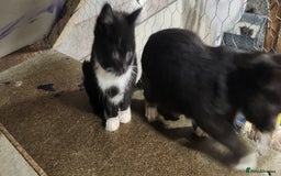 Mixed Breed cats for sale: Ragdoll and British short-hair kittens  - Image 4