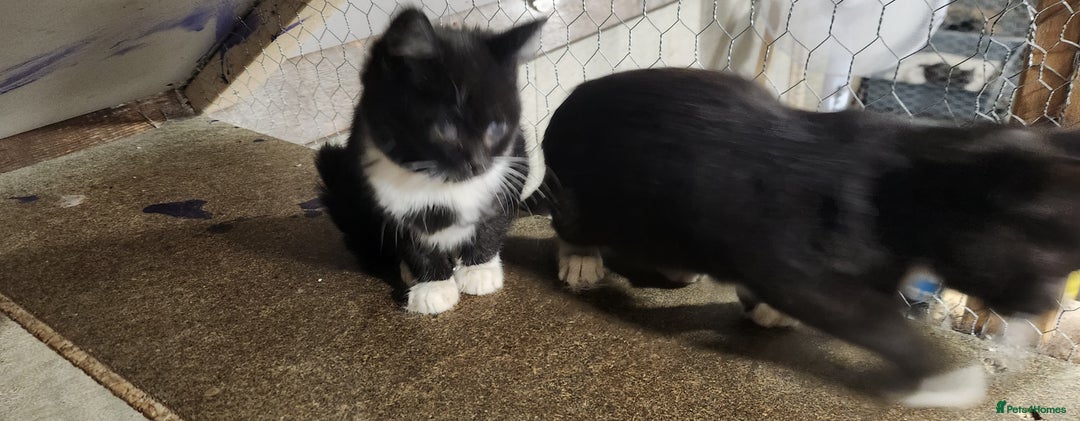 Mixed Breed cats for sale: Ragdoll and British short-hair kittens  - Image 4