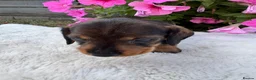 Dachshund dogs for sale: Standard wire haired dapple dachshund  in Worcester - Advert 3