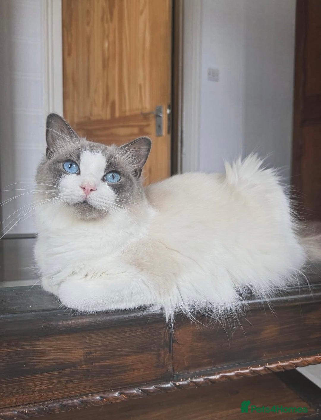 Ragdoll cats for sale: Championship 5 Generation Pedigree GCCF Ragdolls - Image 5