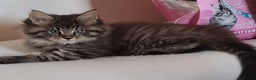 Maine Coon cats for sale: Beautiful Pedigree Mainecoons - Advert 6
