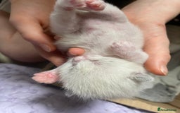 Mixed Breed cats for sale: Four mixed breed kittens for sale - Image 2