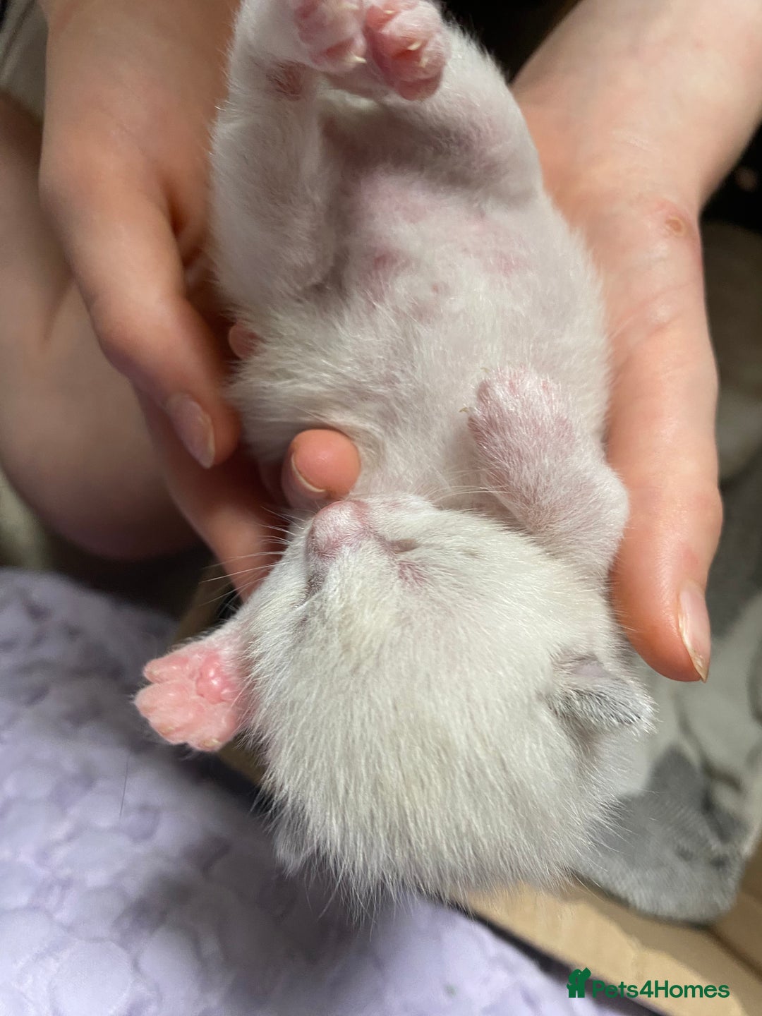 Mixed Breed cats for sale: Four mixed breed kittens for sale - Image 2