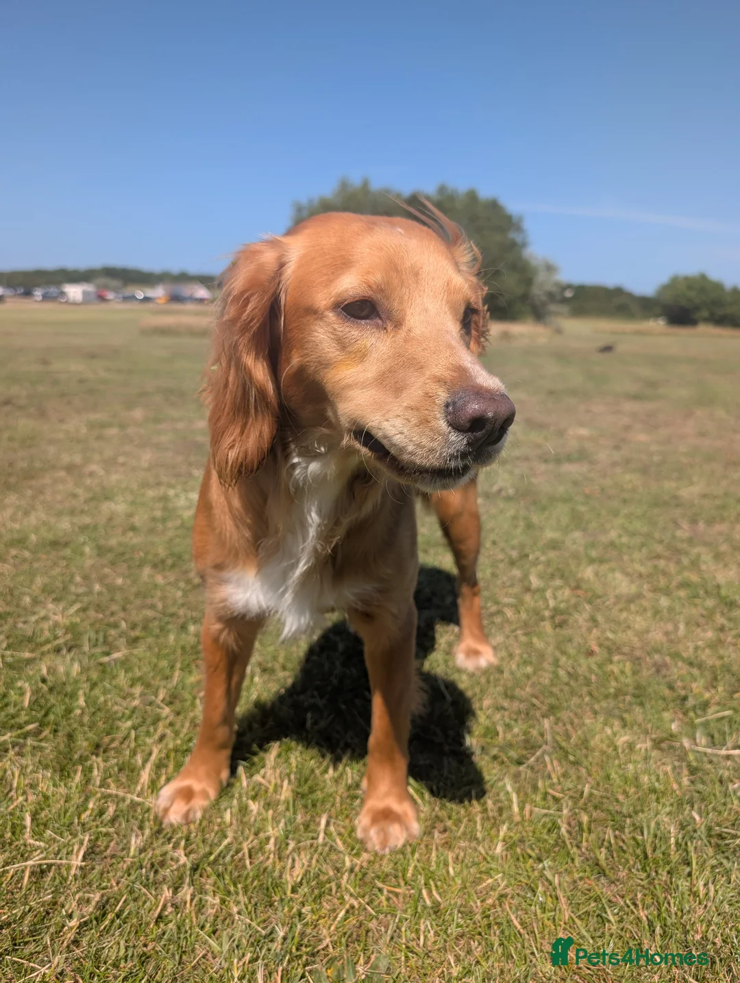 Cocker Spaniel dogs for sale: Beautiful male cocker spaniel  - Advert 11