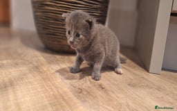 British Shorthair cats for sale: Last smokey blue kitten BSH x - Image 4