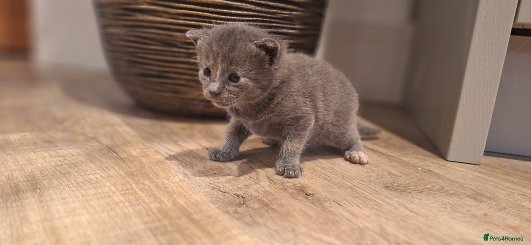 British Shorthair cats for sale: Last smokey blue kitten BSH x - Image 4