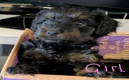 Cockapoo dogs for sale: Cockapoo puppys  - Image 9