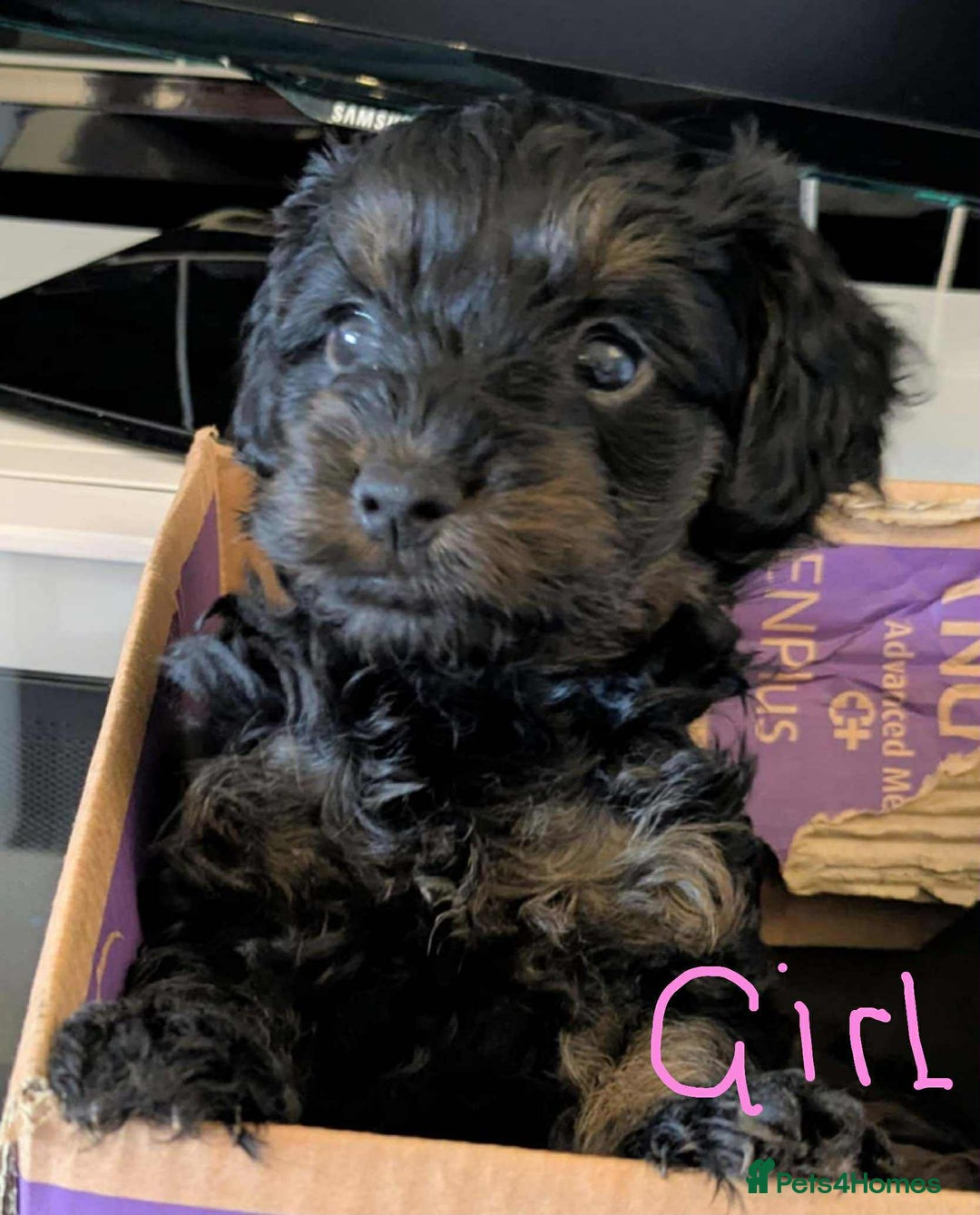 Cockapoo dogs for sale: Cockapoo puppys  - Image 9