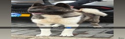 Akita dogs for sale: Beautiful KC Registered American Akita Puppies - Advert 8