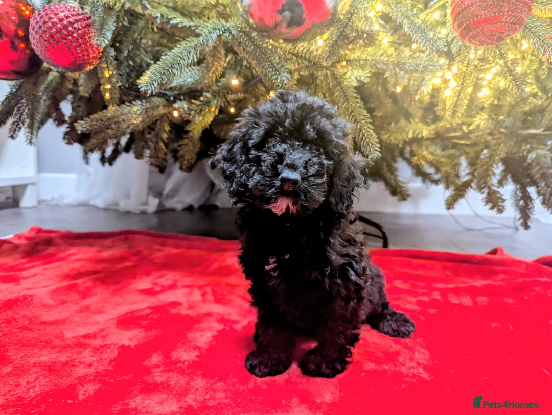 Cockapoo dogs for sale: 🐶 3 Left- Ready to Leave 🐶 - Advert 29
