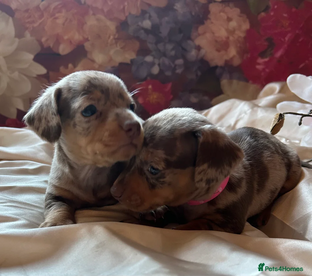 Miniature Dachshund dogs for sale: Miniature dachshund puppies 🐶  - Advert 33