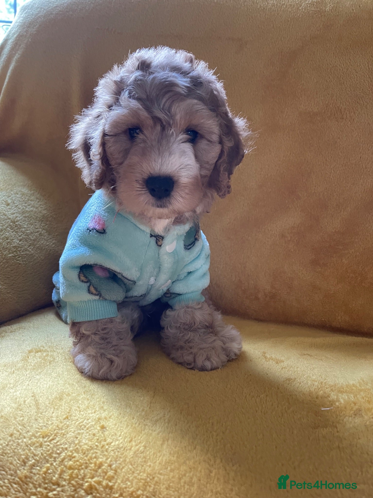 Cockapoo dogs Beautiful Cockapoo puppies - exceptional standard - Advert 1