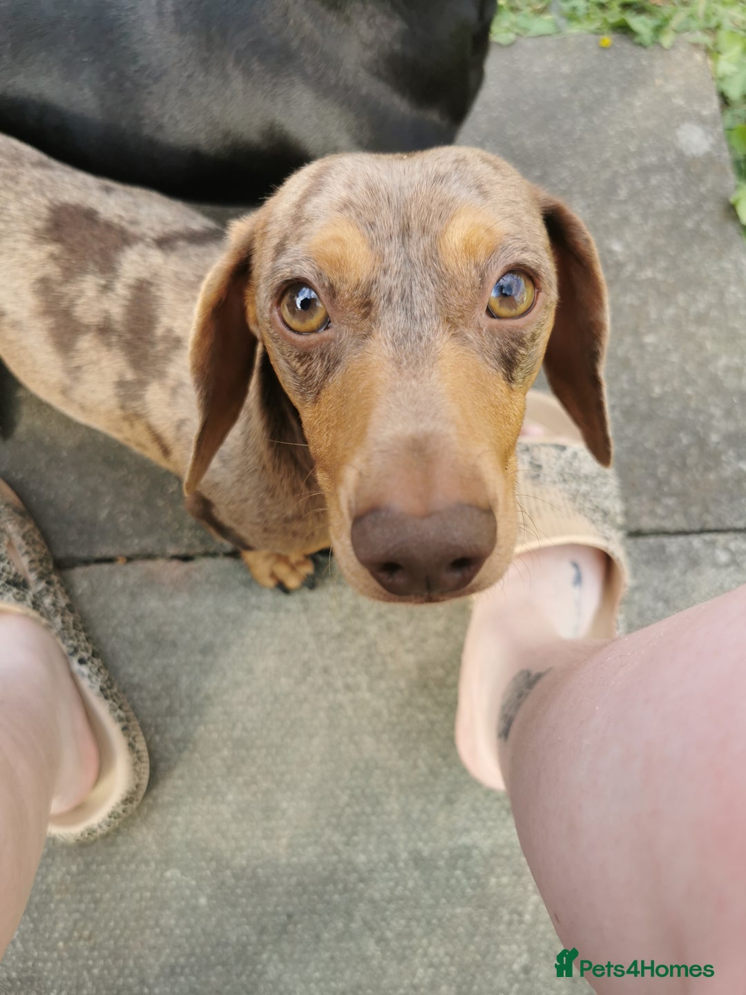 Miniature Dachshund dogs for stud: Miniature chocolate dapple mink dachshund stud dog - Image 16