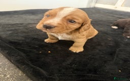 Cocker Spaniel dogs for sale: Last pup Working Cocker Spaniel Puppies! 🐶 in Chatteris - Image 15