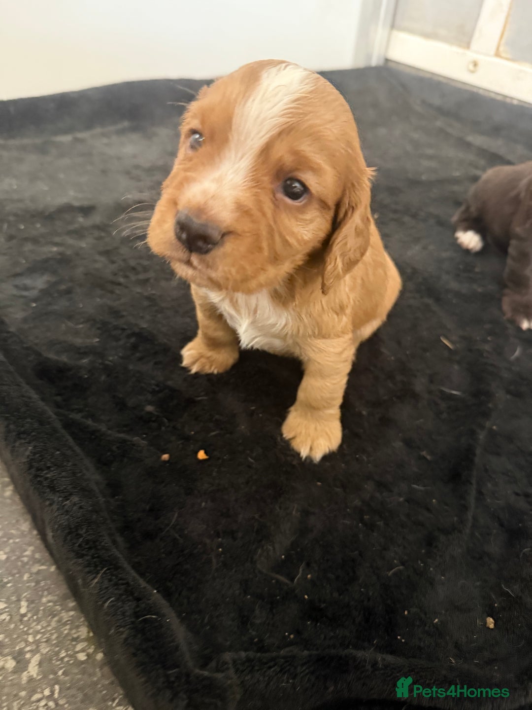 Cocker Spaniel dogs for sale: Last pup Working Cocker Spaniel Puppies! 🐶 in Chatteris - Image 15