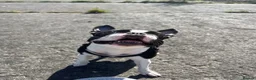 Boston Terrier dogs for sale: Boston Terrier - Female - 4 Year Old - Advert 3