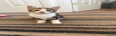 Mixed Breed Kitten 2