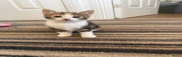 Mixed Breed cats for sale: Kittens for sale  in Ilkeston - Advert 5