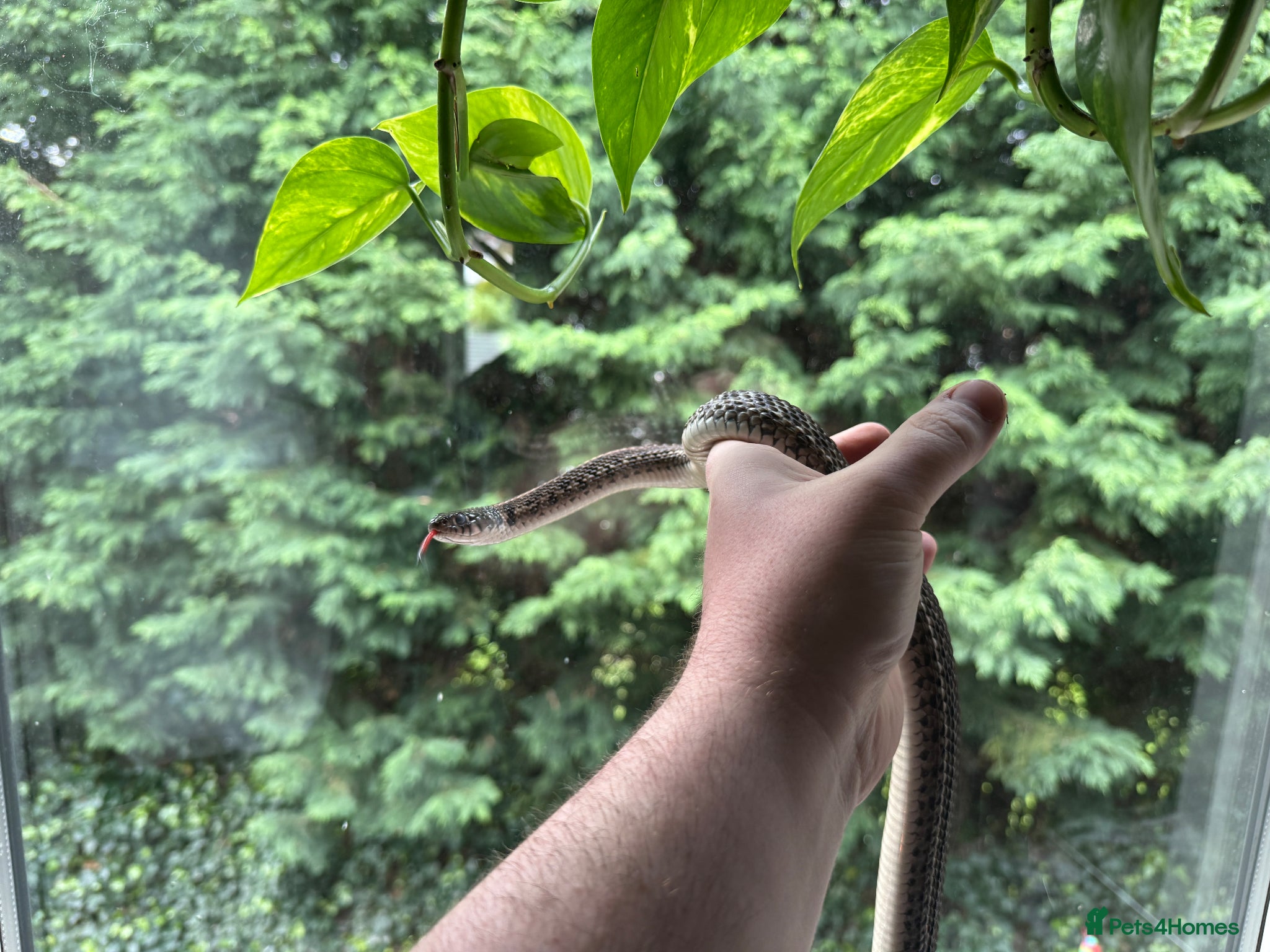Garter Snake reptiles Female checkered garter snake with 4 foot Viv  - Advert 3