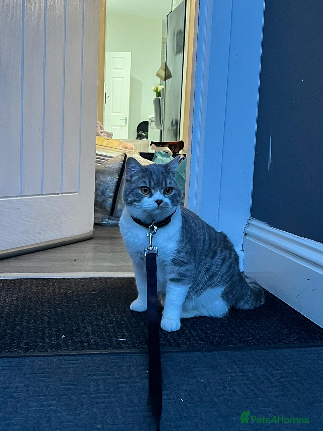 British Shorthair cats for sale: Male british shorthair 2.5 years old indoor only - Advert 9