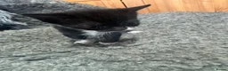 Mixed Breed cats for sale: Kittens - Advert 4