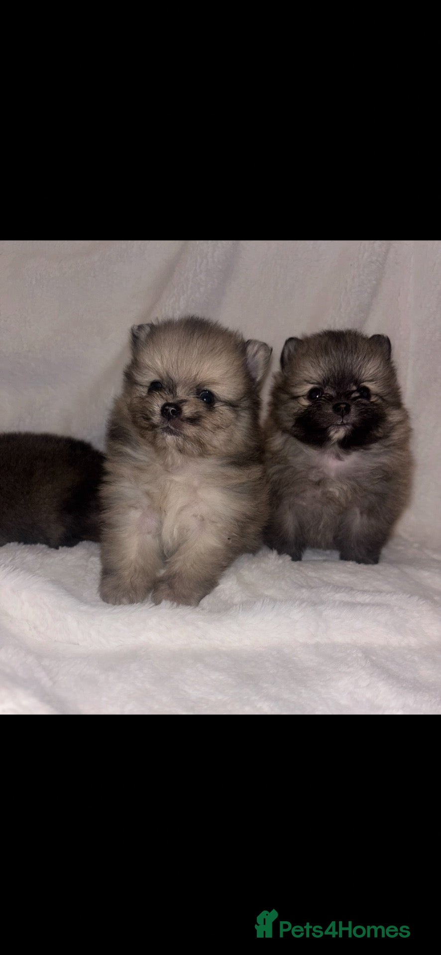 Pomeranian dogs for sale: Pomeranian puppies  - Advert 1