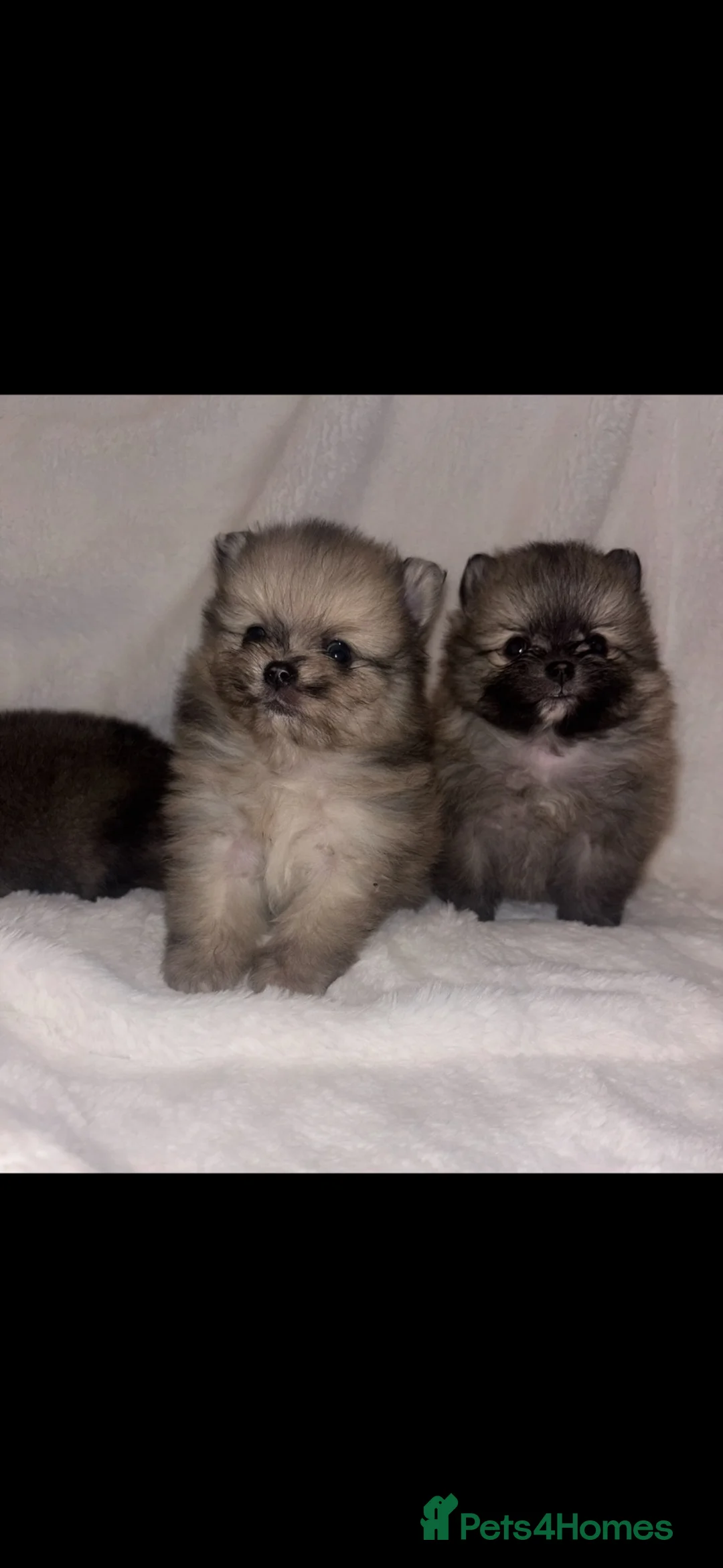 Pomeranian dogs for sale: Pomeranian puppies  - Advert 1