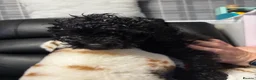 Cavapoo dogs for sale: Fb1 Cavapoos  - Advert 9