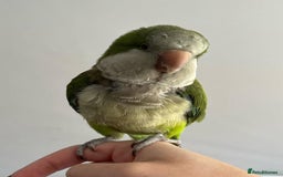 Parrots birds for sale: Baby super tamed Green Quaker talking parrot   - Image 4
