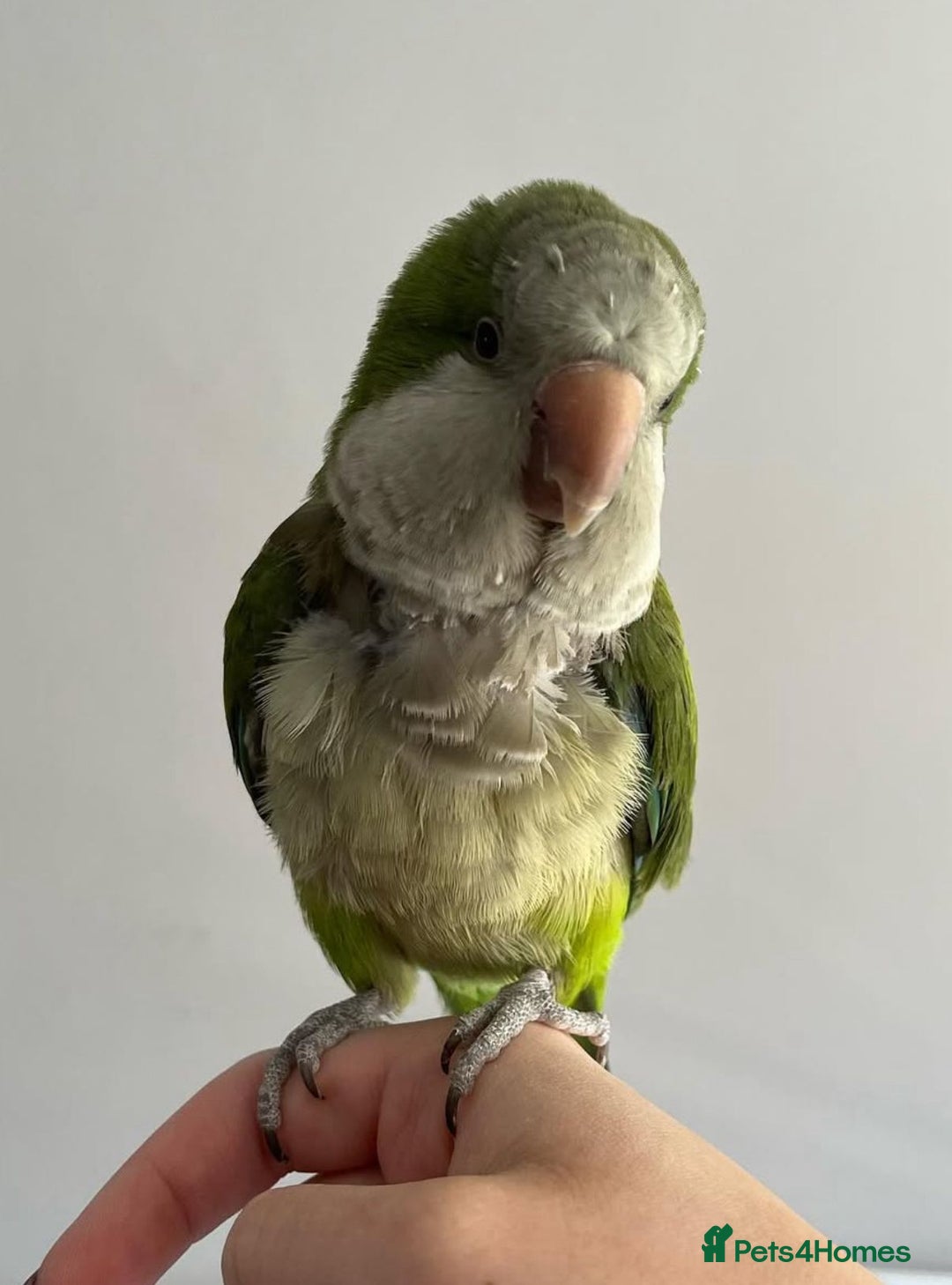 Parrots birds for sale: Baby super tamed Green Quaker talking parrot   - Image 4