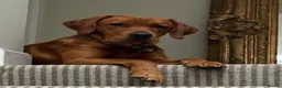 Labrador Retriever dogs for sale: KC Registered Fox Red Lab Puppies Raised Vet’s Hom - Advert 16