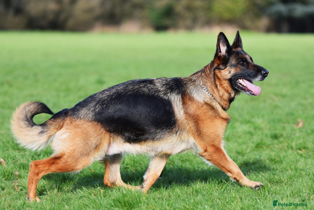 German Shepherd dogs for sale: German shepherd puppies for sale - Image 8