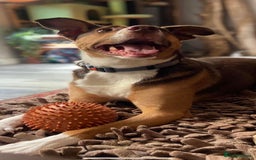 Mixed Breed dogs for sale: Toffee - Image 4