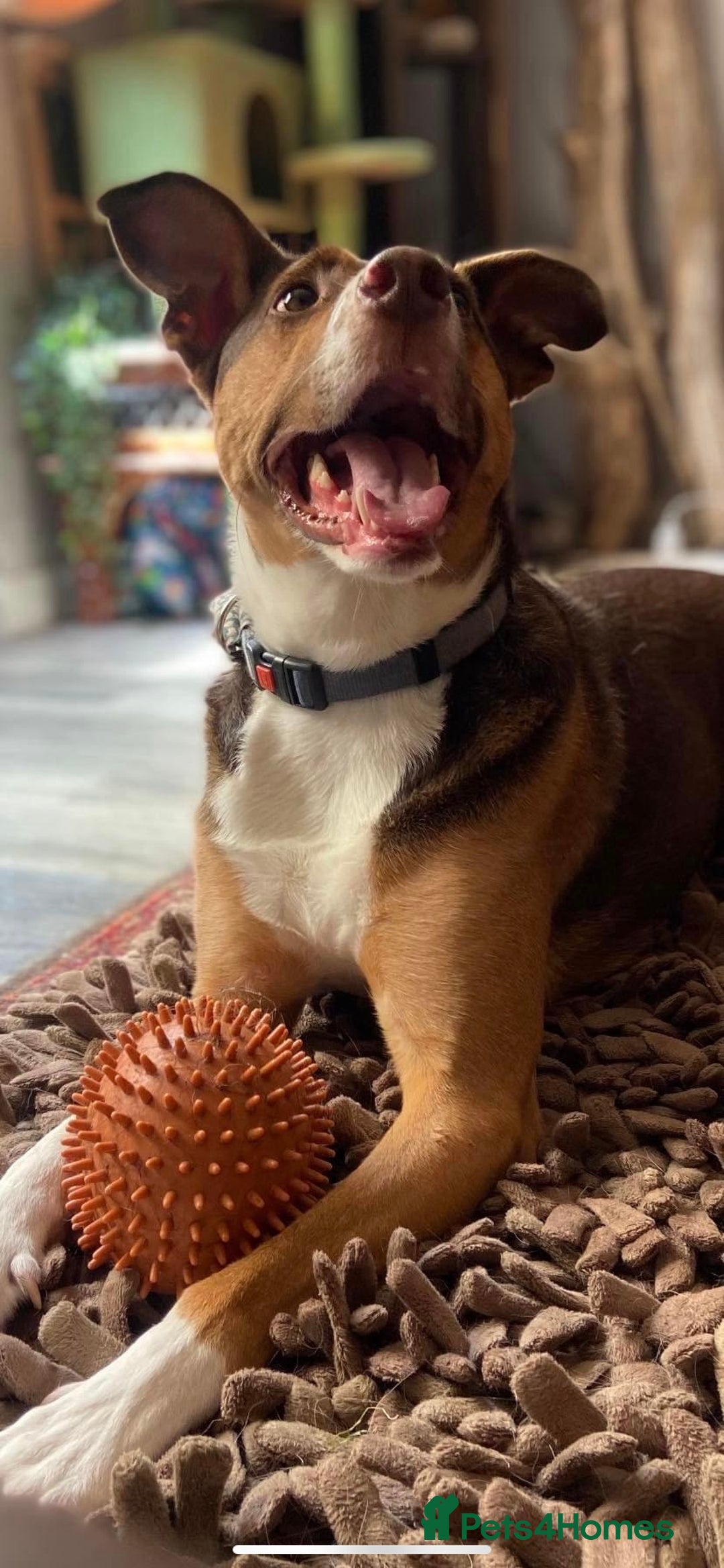 Mixed Breed dogs for sale: Toffee - Image 4