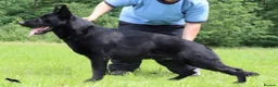 German Shepherd dogs for sale: 🏆 ELITE KC REG CZECH WORKING LINE GSD PUPPIES 🏆 - Advert 15