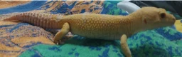 Leopard Gecko reptiles for sale: 3 leopard geckos+full setup - Advert 1