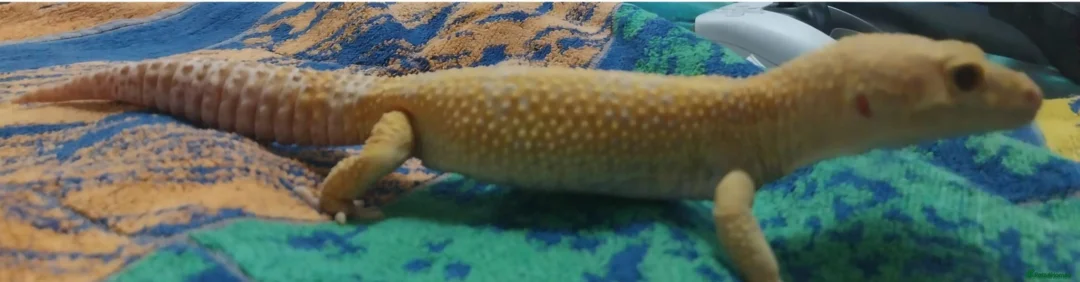 Leopard Gecko reptiles for sale: 3 leopard geckos+full setup - Advert 1