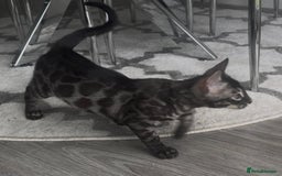 Bengal cats for sale: Breed quality silver bengal kittens 🐆💎🤍🩶🖤 - Image 34