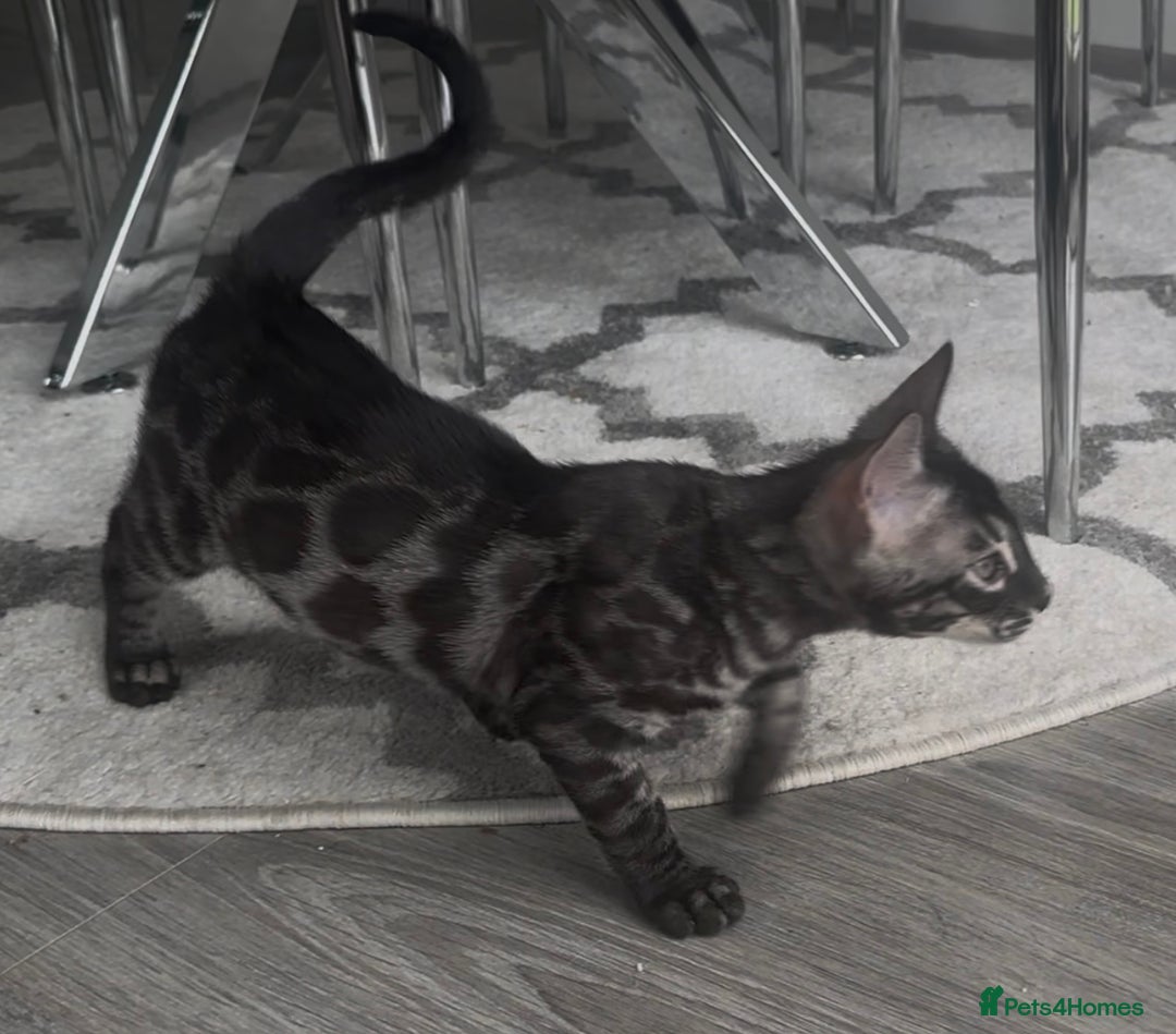 Bengal cats for sale: Breed quality silver bengal kittens 🐆💎🤍🩶🖤 - Image 34