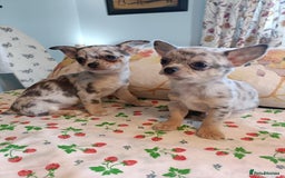 Chihuahua dogs for sale: Tiny Chihuahua puppies - Image 2