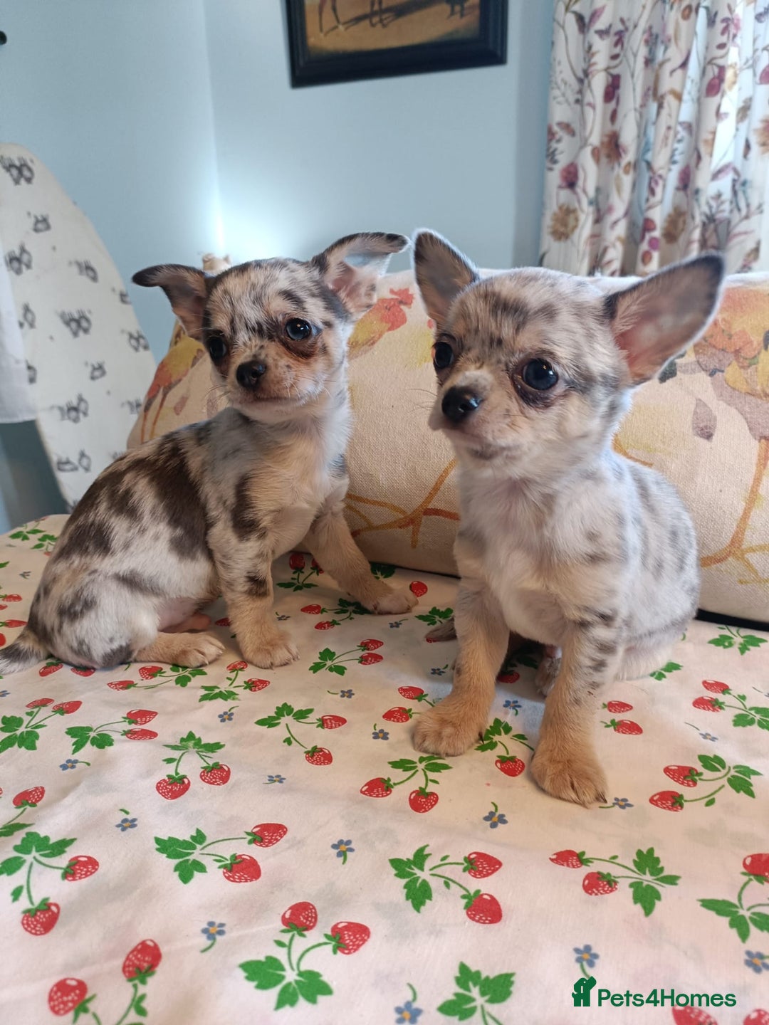Chihuahua dogs for sale: Tiny Chihuahua puppies - Image 2