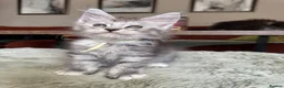 Maine Coon cats for sale: Superb quality Maine coon girls  - Advert 26