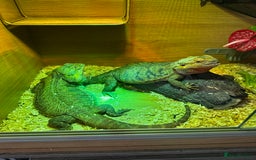 Bearded Dragon reptiles for sale: Two mature female breaded dragons.  - Image 1