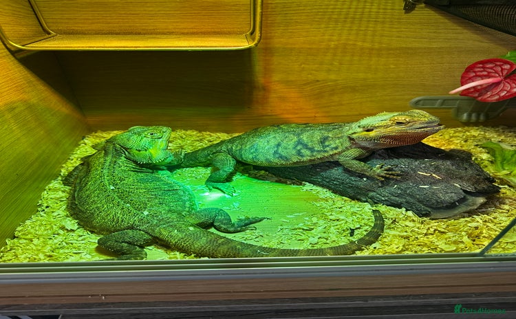 Bearded Dragon reptiles - Advert 5