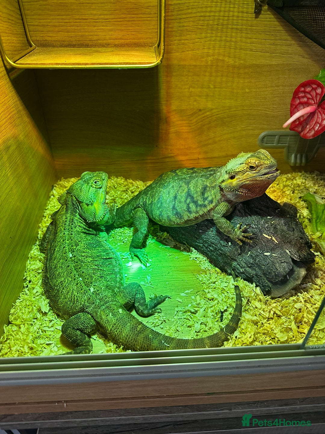 Bearded Dragon reptiles for sale: Two mature female breaded dragons.  - Image 1