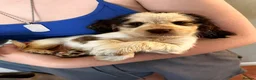 Cocker Spaniel dogs for sale: 2 Beautiful girls left! Ready to leave - Advert 15