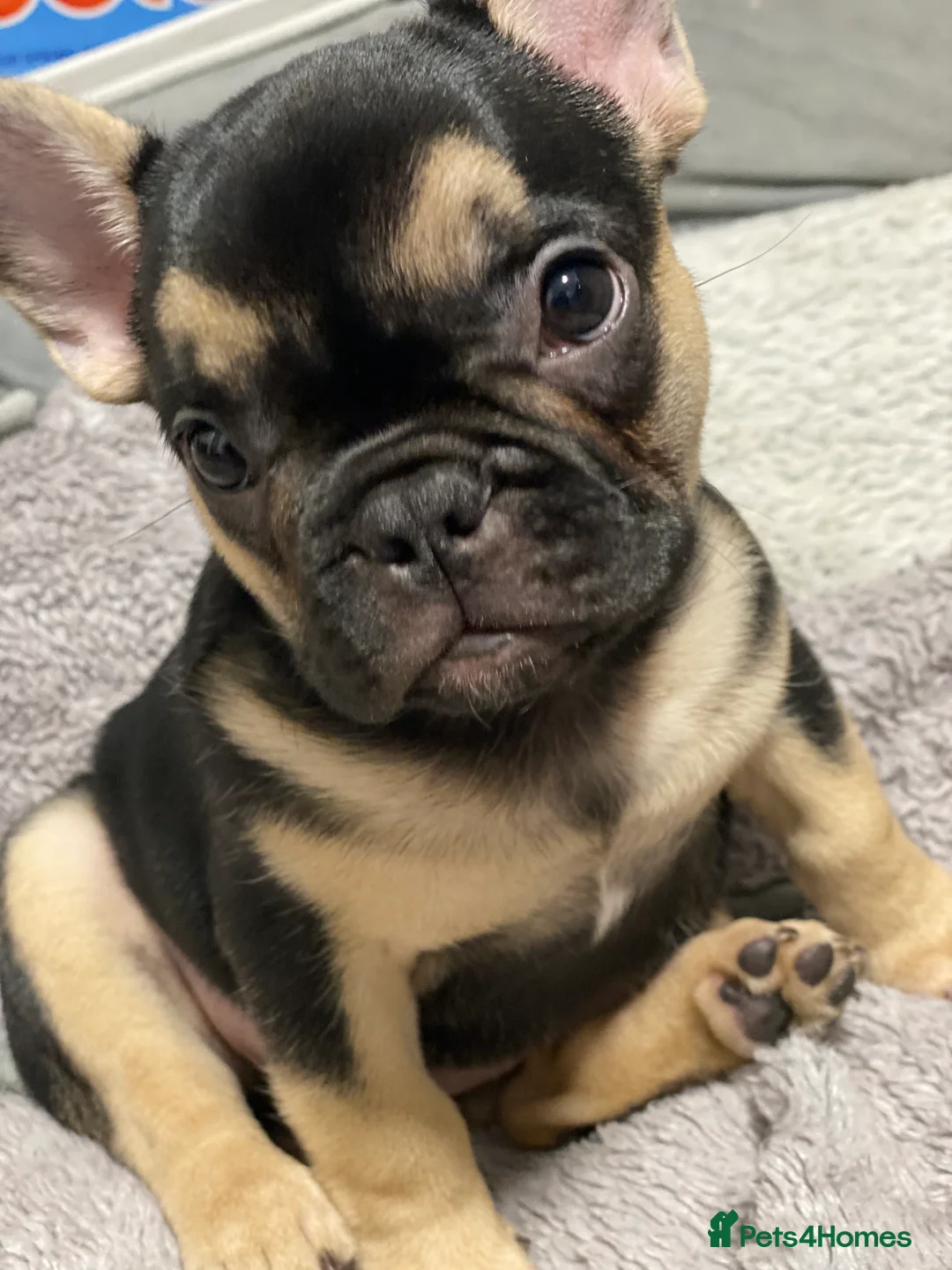 French Bulldog dogs for sale: Gorgeous French bulldog puppies 1 m & 1 f - Advert 21