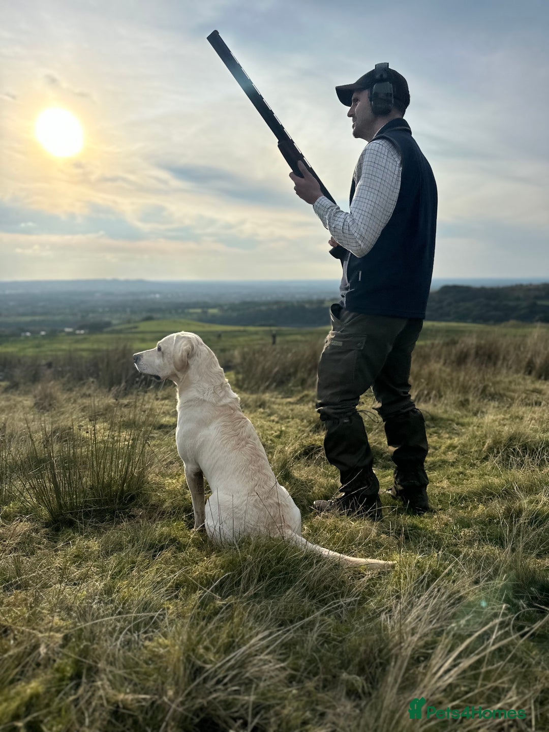 Labrador Retriever dogs for stud: Proven Yellow Labrador Gundog Stud - health tested in Chorley - Image 2