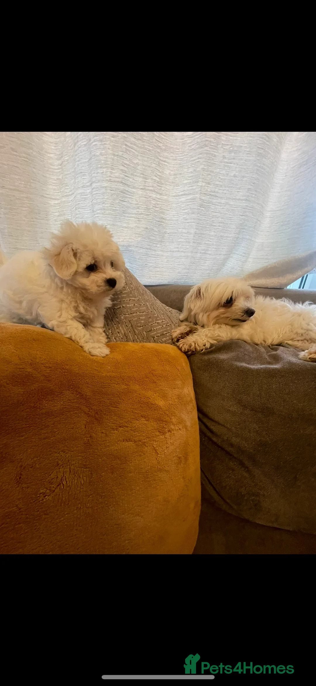 Maltipoo dogs for sale: 🐾 Maltipoo puppy’s 🐾  - Advert 4