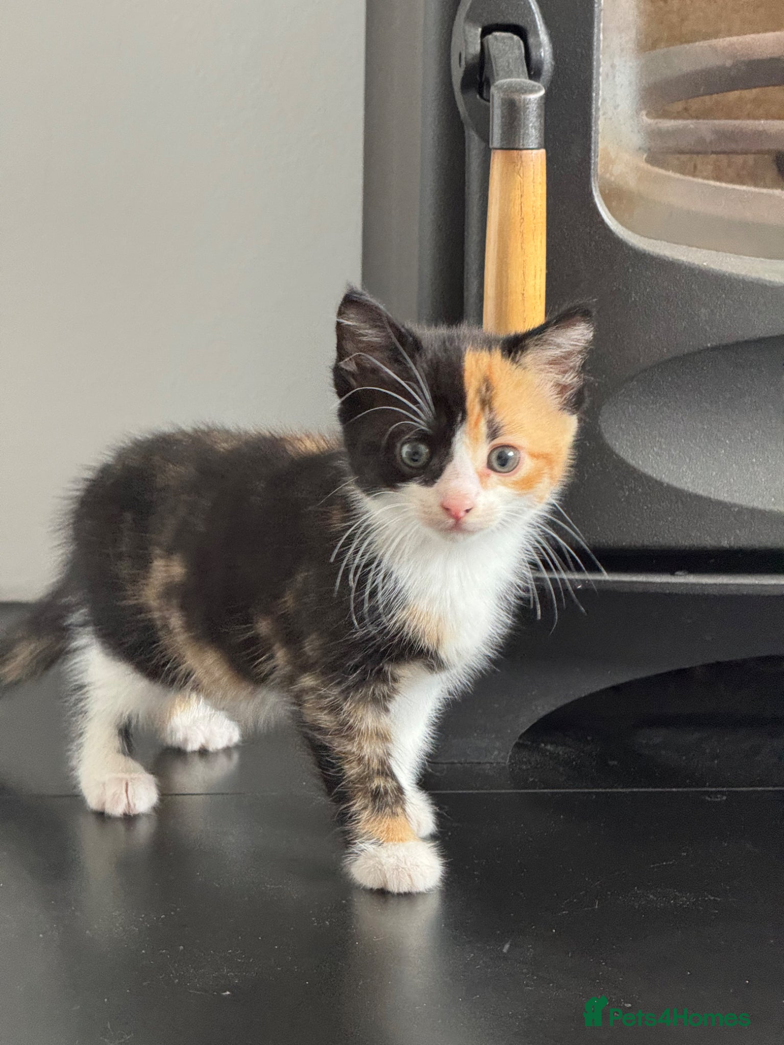 Persian Kitten 3